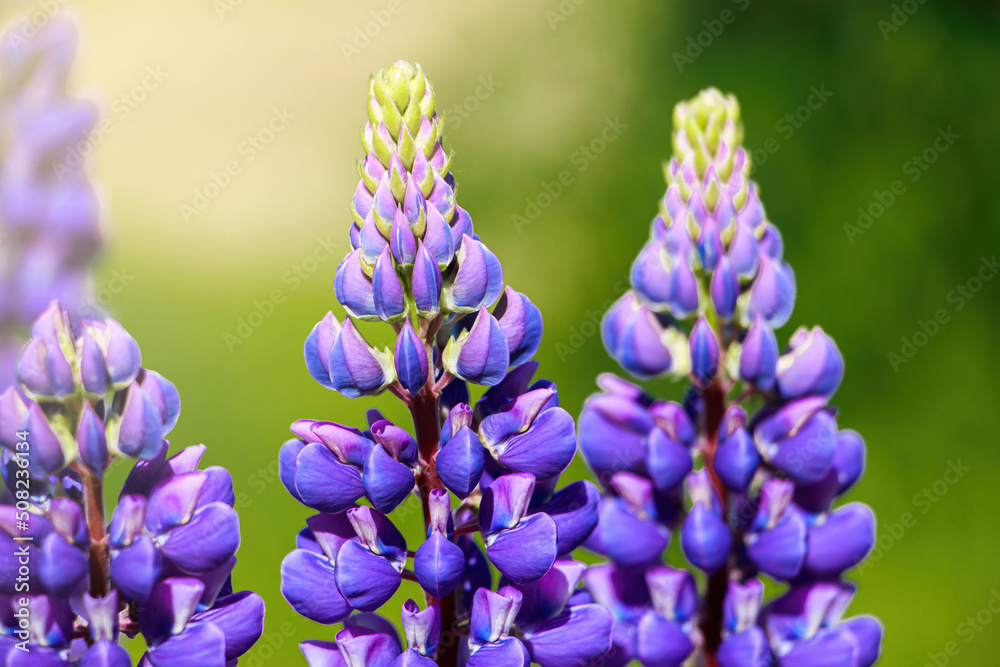 Purple lupine flowers in the sun. Blooming wild plants. Lupines field. Purple lupine flowers in the sun. Blooming wild plants. Lupines field.