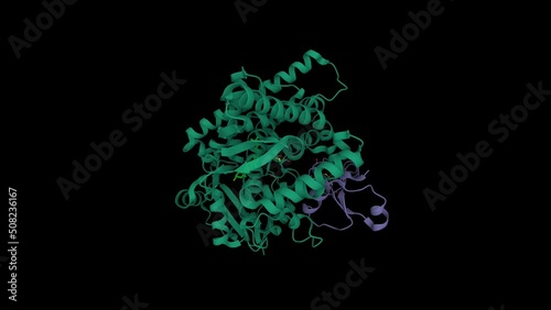 Human CYP11A1 in complex with adrenodoxin (violet) and cholesterol (bright green).  Animated 3D cartoon model, PDB 3n9y, black background. photo
