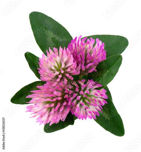 Clover flowers with green leaves, isolated on white background. Bouquet of red clover flowers.
