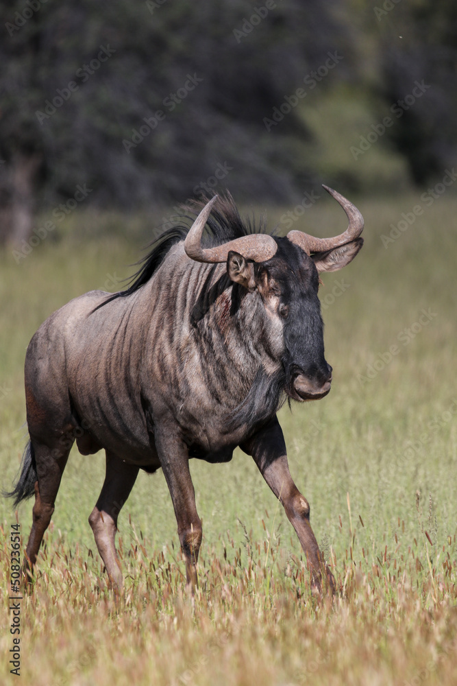 Fototapeta premium Blue Wildebeest or Brindled Gnu in the Kgalagadi