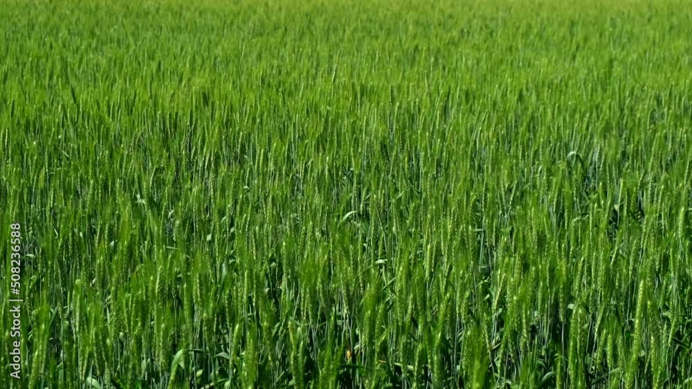 Young green ears of wheat. Wheat field grows for bread. Traditional farming. ears of wheat on the field a during sunset. Ripening ears of meadow wheat field. Beautiful Nature, Rural Scenery. Young green ears of wheat. Wheat field grows for bread. Traditional farming. ears of wheat on the field a during sunset. Ripening ears of meadow wheat field. Beautiful Nature, Rural Scenery.