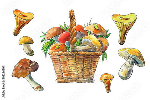 Watercolor set of mushrooms with a basket. Autumn illustration on white background.