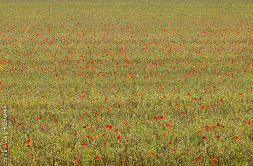 Wild flower meadow.  A Field containing wild flowers including lots of poppies with a long depth of field for a natural background or desktop image.