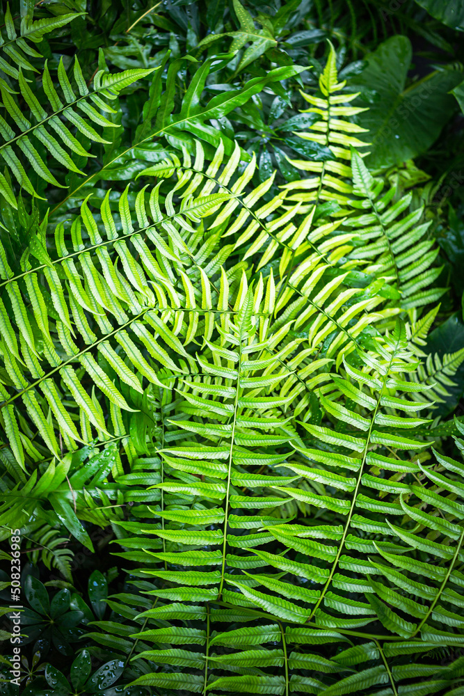 Topical fern is very beautiful plant in the forest. Topical fern is very beautiful plant in the forest.