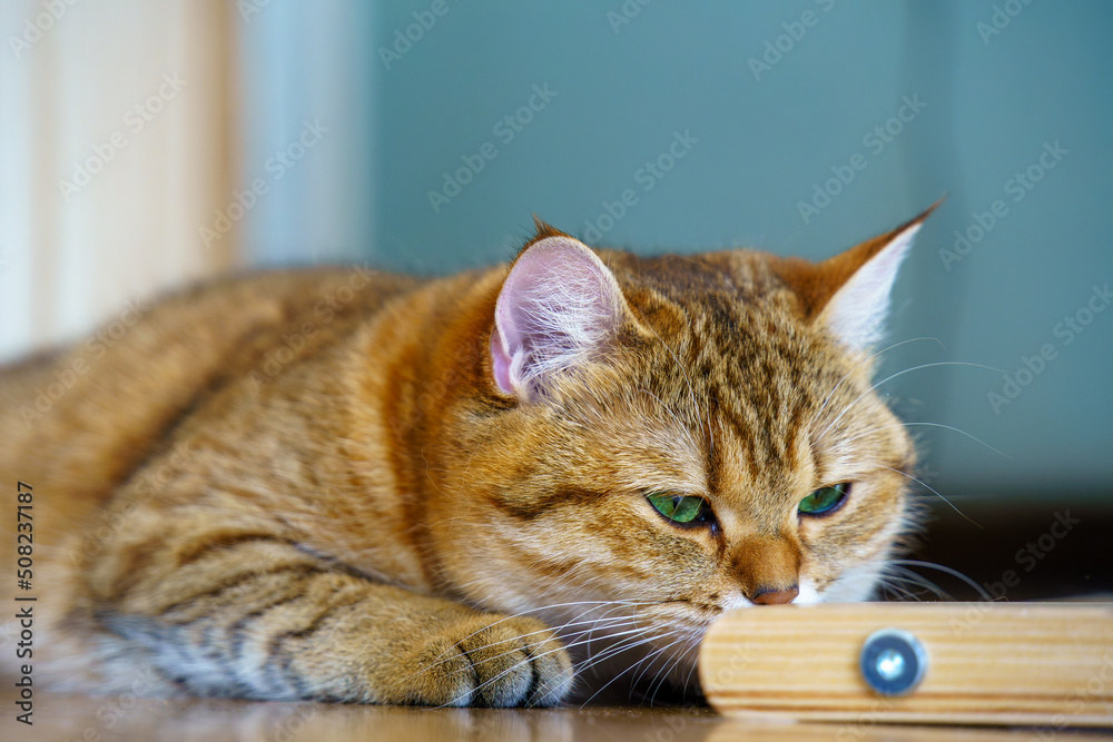 Cute British shorthair kitten Cute British shorthair kitten
