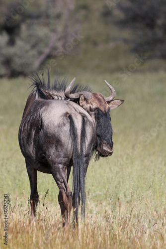 Blue Wildebeest or Brindled Gnu in the Kgalagadi