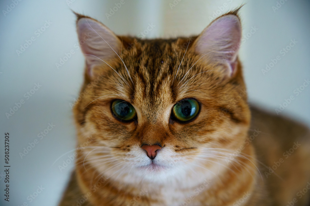 Cute British shorthair kitten