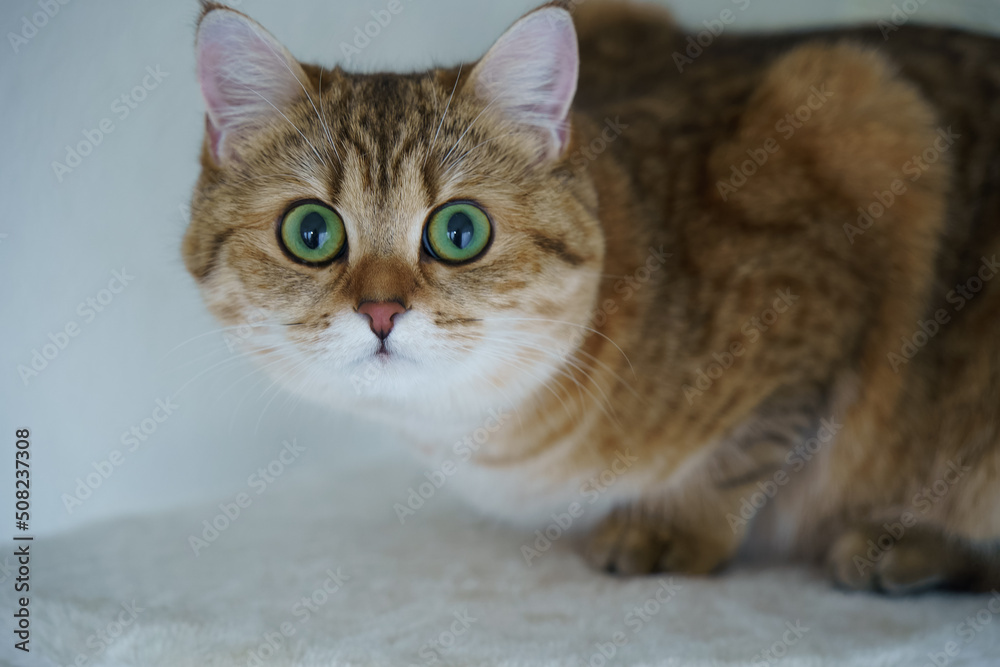 Cute British shorthair kitten Cute British shorthair kitten