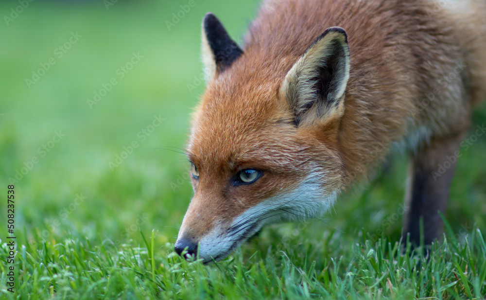 Fox (Vulpes vulpes) Portrait Sniffing the Ground on a Grass Lawn in the Evening.