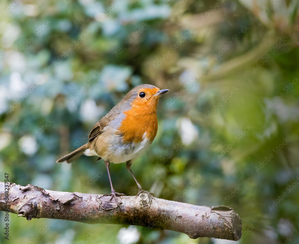 Robin perched on a Branch