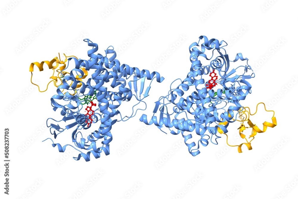 Crystal structure of human CYP11A1 in complex with adrenodoxin (orange) and cholesterol (red). The protoporphyrin is shown in green. 3D cartoon and Gaussian surface models, PDB 3n9y, white background.