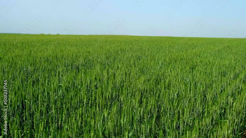 Young green ears of wheat. Wheat field grows for bread. Traditional farming. ears of wheat on the field a during sunset. Ripening ears of meadow wheat field. Beautiful Nature, Rural Scenery. Young green ears of wheat. Wheat field grows for bread. Traditional farming. ears of wheat on the field a during sunset. Ripening ears of meadow wheat field. Beautiful Nature, Rural Scenery.