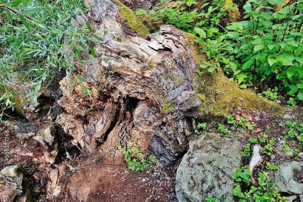 Baumruine im Naturschutzgebiet Rheinspitz, Österreich Baumruine im Naturschutzgebiet Rheinspitz, Österreich