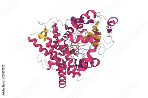 Crystal structure of human cytochrome P450 3A4. 3D cartoon model, PDB 1w0e, secondary structure color scheme, white background.