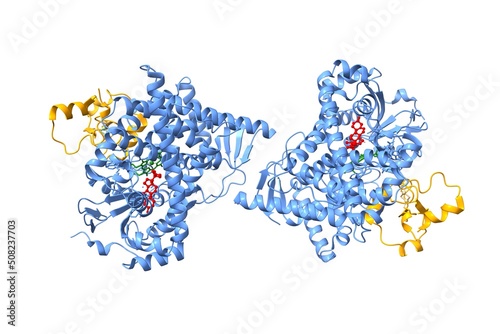 Crystal structure of human CYP11A1 in complex with adrenodoxin (orange) and cholesterol (red). The protoporphyrin is shown in green. 3D cartoon and Gaussian surface models, PDB 3n9y, white background. photo