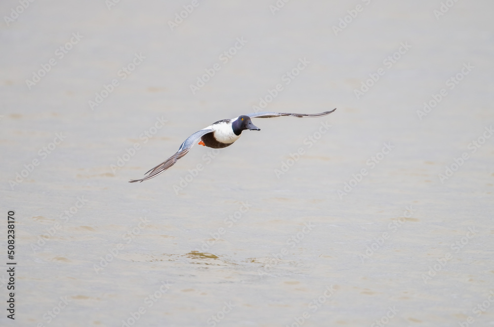 A Male northern shoveler Duck (Spatula clypeata) Flying Lower over a Lake A Male northern shoveler Duck (Spatula clypeata) Flying Lower over a Lake