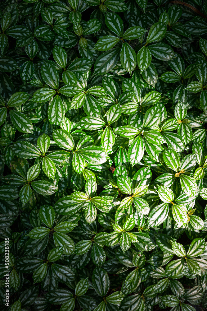 Closeup to Beautiful Pattern of Green and White Leaves Background