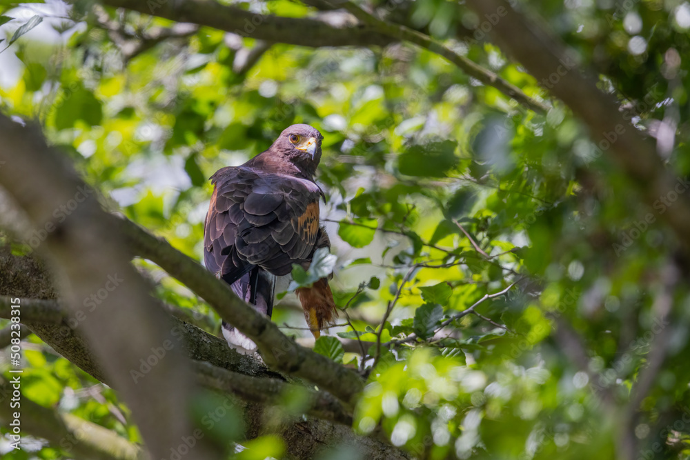 Harris's Hawk (parabuteo unicinctus).  An escapee taken on a tree in Titchwell Nature Reserve in Norfolk.