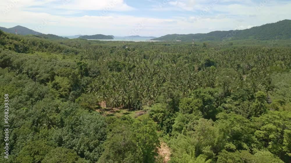 Aerial of an agricultural valley on an island with a palm plantation Aerial of an agricultural valley on an island with a palm plantation