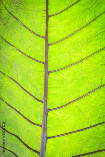 Close up leaves texture and background.