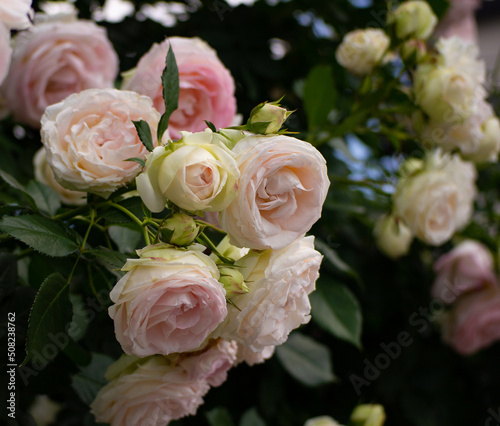 Close up photo of pink roses against green leaves