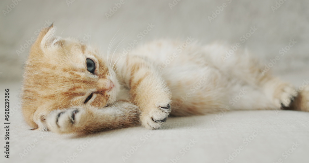 Cute little kitten is resting on the bed, put his paw under his head Cute little kitten is resting on the bed, put his paw under his head