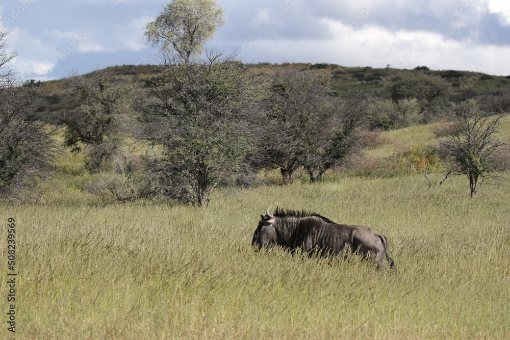 Fototapeta premium Blue Wildebeest or Brindled Gnu in the Kgalagadi