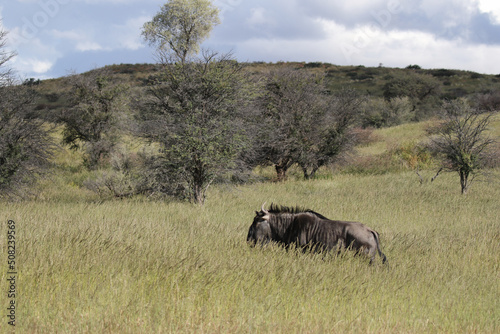 Blue Wildebeest or Brindled Gnu in the Kgalagadi