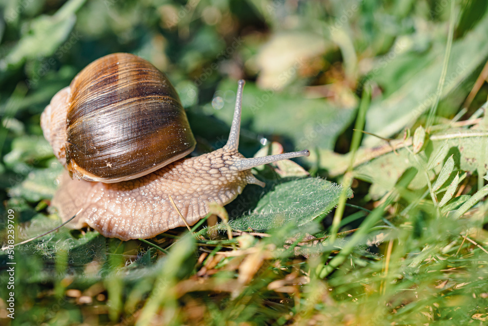 Weinbergschnecke