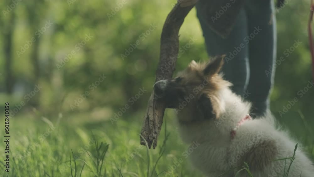 Closeup shot of young woman playing a stick with small shepherd puppy