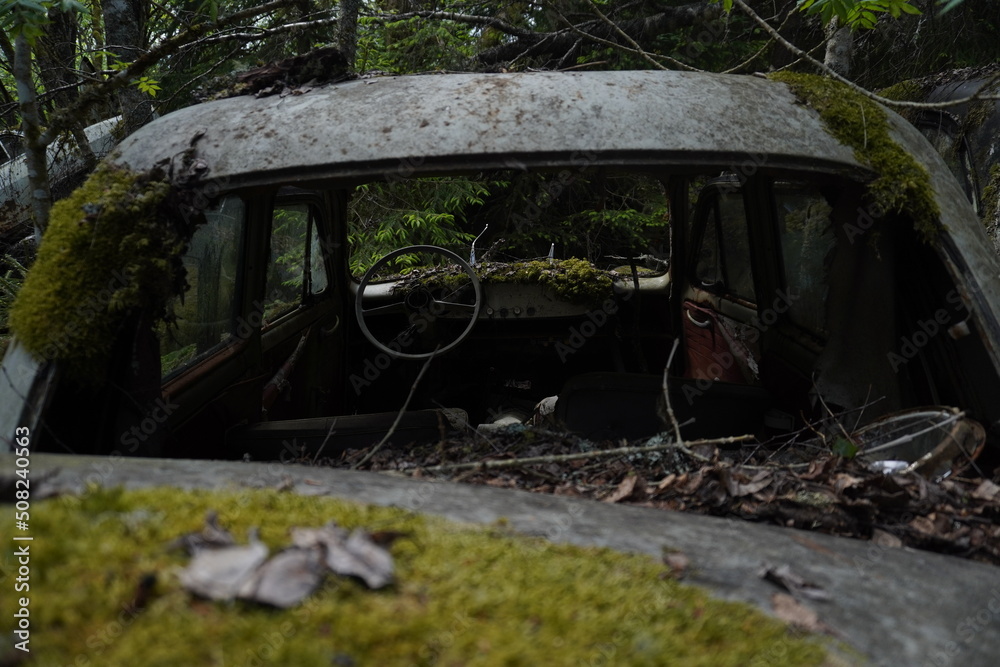 overgrown and mossy car interior in the forest overgrown and mossy car interior in the forest