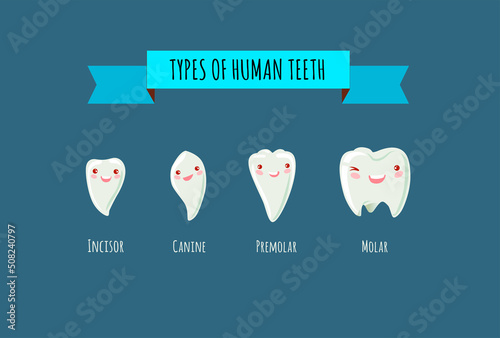 Vector illustration of tooth types. Collection of kawaii various healthy human teeth.  Anatomical differences in the shape of the incisor, canine, premolar and molar