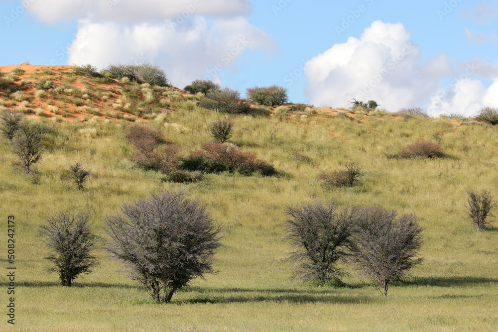 The 'green Kalahari,' a rare sight, after all the rain The 'green Kalahari,' a rare sight, after all the rain