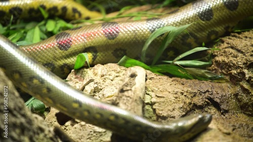 Green anaconda (Eunectes murinus) in captivity