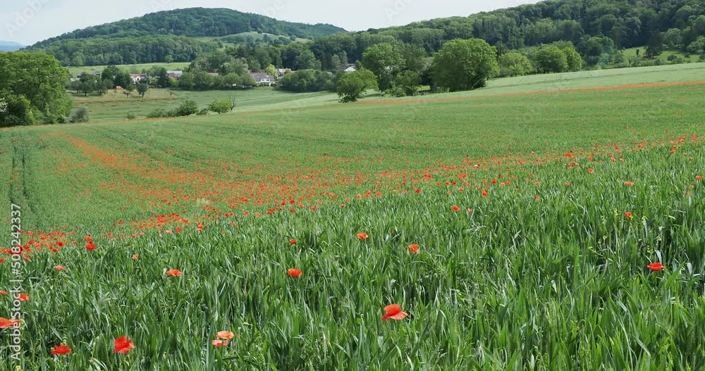 (Papaver rhoeas) Striking red flowers of the common poppy painting an entire wheat field in vivid scarlet by beautiful spring day in Germany (Papaver rhoeas) Striking red flowers of the common poppy painting an entire wheat field in vivid scarlet by beautiful spring day in Germany