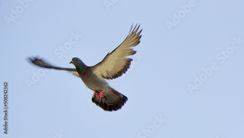 Flying pigeon on a sunny day