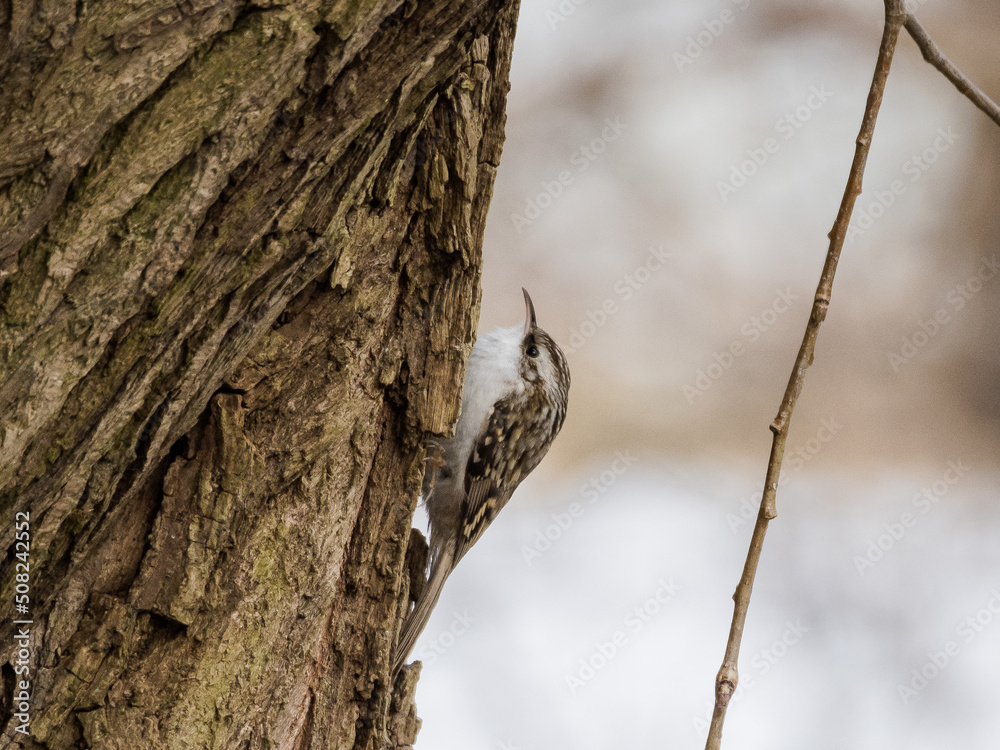 Obraz premium Eurasian treecreeper. Common treecreeper. (Certhia familiaris)