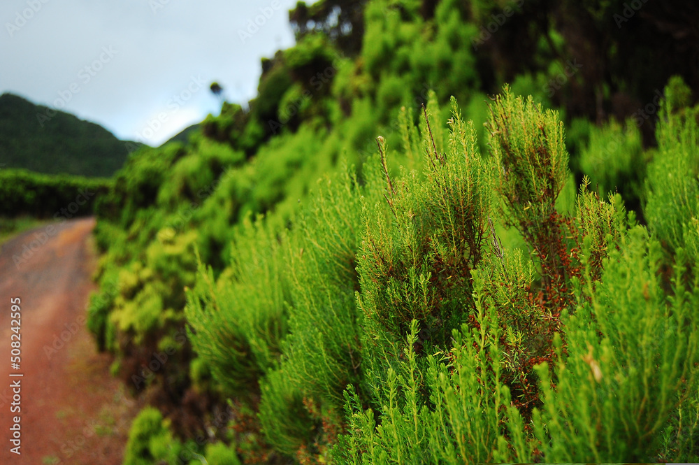 Close-up view of a twig of Erica azorica with a dirt road in the background Close-up view of a twig of Erica azorica with a dirt road in the background