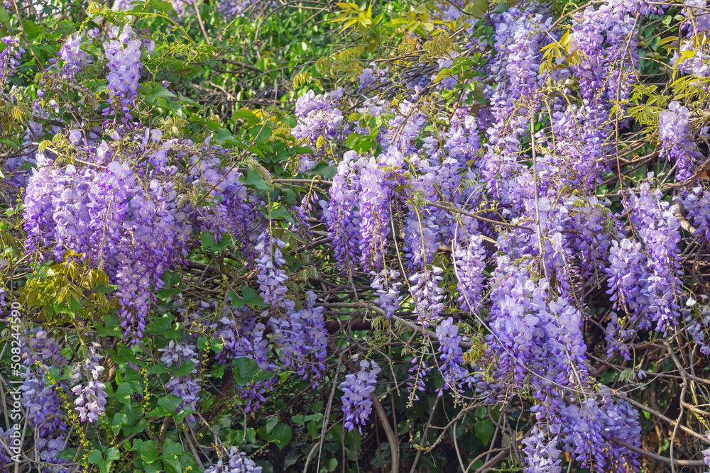 Obraz premium Spring flowers. Beautiful flowers of Wisteria in garden on sunny spring day