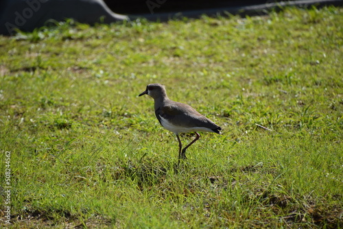 vanellus chilensis with green grass background © Nature Photos