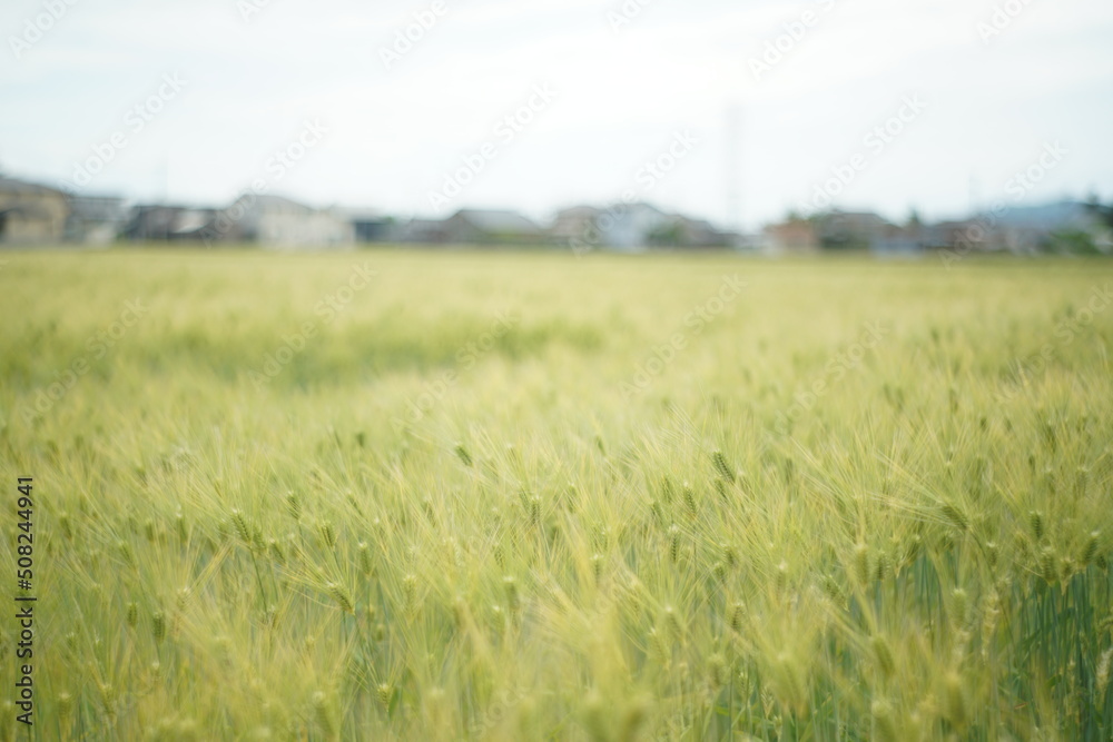 初夏を感じる麦畑