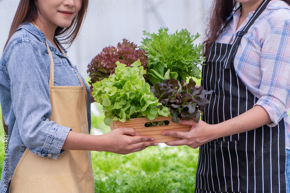 Asian woman farmer holding a vegetable basket of fresh vegetable salad on an organic farm. Concept of agriculture organic for health, Vegan food, and Small business. Asian woman farmer holding a vegetable basket of fresh vegetable salad on an organic farm. Concept of agriculture organic for health, Vegan food, and Small business.
