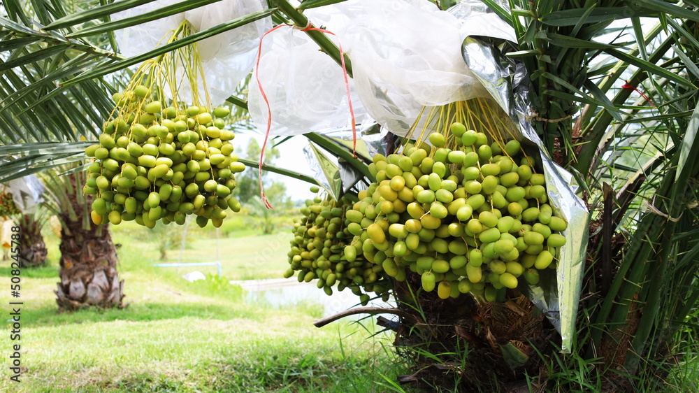 Fototapeta premium Raw green dates hang on the tree. Closeup of fresh green dates in organic farm with copy space. Selective focus