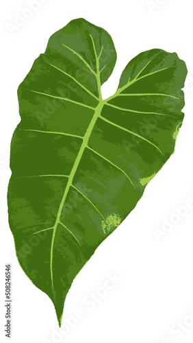 Philodendron Maximum is the big leaf 