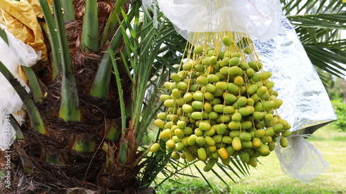 Fresh dates hanging on the tree. Close-up of a bunch of raw green dates in an organic farm in natural sunlight with copy space. Selective focus photo