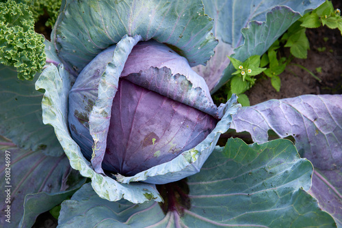 Foto Close-up Cabbage in Field