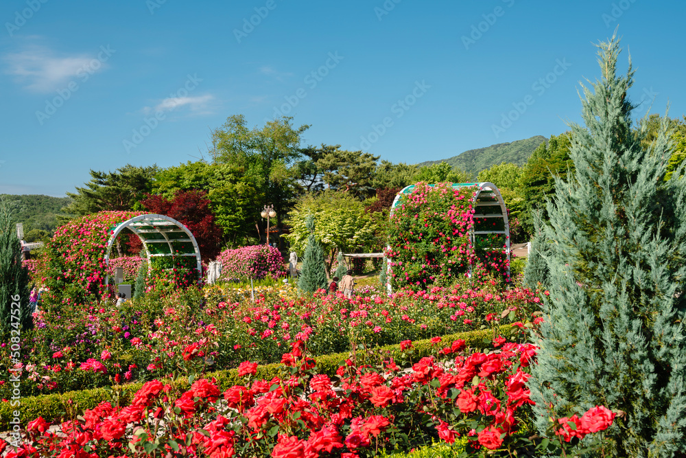 Seoul Grand Park Rose Garden in Gwacheon, Korea
