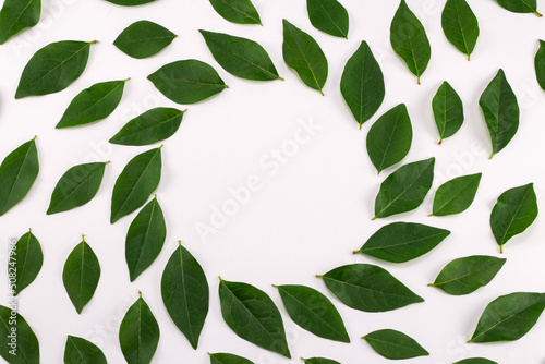 Green leaves on white background with round copy space in the center. Place for text. Top view.