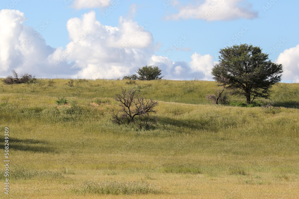 The 'green Kalahari,' a rare sight, after all the rain The 'green Kalahari,' a rare sight, after all the rain