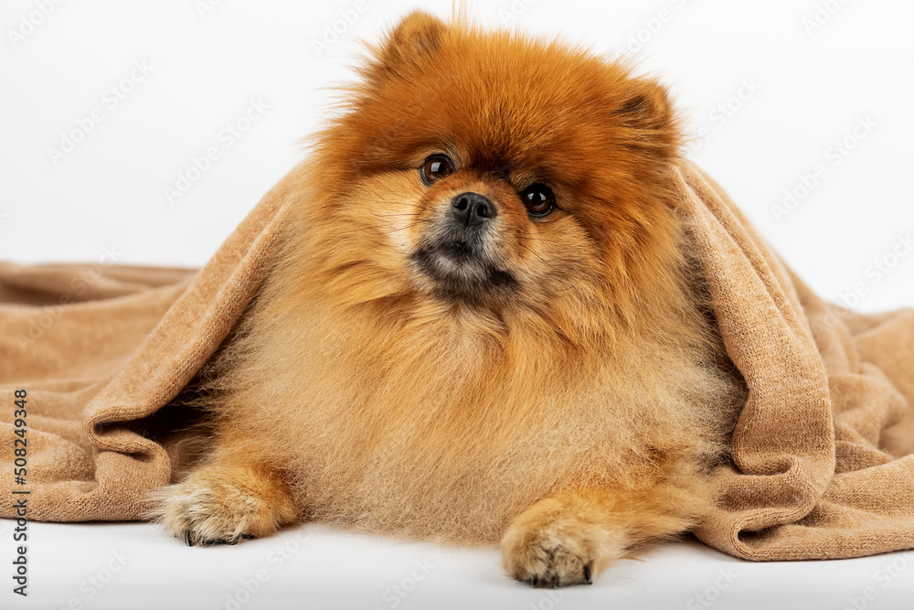 pomeranian puppy on white background pomeranian puppy on white background
